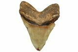Fossil Megalodon Tooth - North Carolina #328430-2